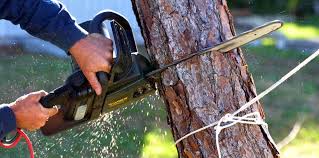 Professional Tree Services in Austintown, OH